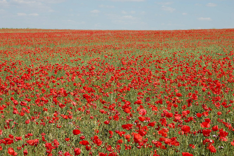 Remembrance Day Tributes